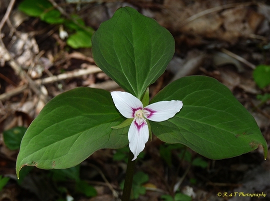 {Trillium undulatum}